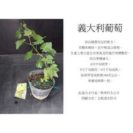 心栽花坊-義大利葡萄/4吋/葡萄品種/水果苗/售價70特價60