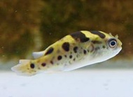 【成崧水族】黃金娃娃魚 狗頭娃娃 黃金娃娃