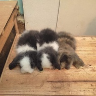 Sepasang Anakan Kelinci Rabbit Bunny FuzzyLOP Bonus Free Gratis Pakan