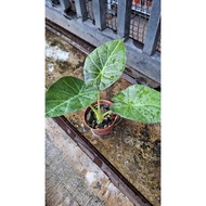 Alocasia Regal Shields/Alocasia plant/Houseplant