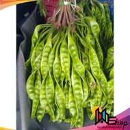 Petai Murah GRED AA & A | Petai Cameron | Petai Segar Terus Dari Hutan Cameron | Petai | Petai Fresh