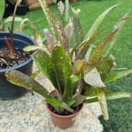 Bromeliad Bilbegia Sp. Pokok Murah Live Plant Indoor Outdoor Ananas