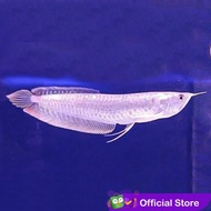 READY Arwana Silver Brazil / Ikan Predator / Ikan Hias Aquascape