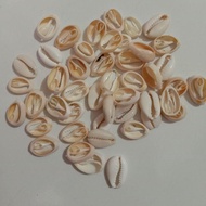 Murah Kerang laut 100 gr | Biji coklak | Kerang hias | Kerang kuwuk