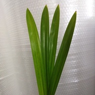 DAUN PANDAN/PANDAN LEAF (4 KEPING)