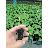 Anak Pokok Cili/Cili besar/Seeding Chili(1Pc)