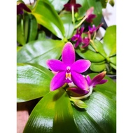 Phal violacea sumatra（荧光蝴蝶兰）