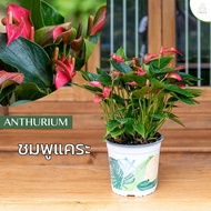 Treeno.9 T43 ดอกหน้าวัว สี ชมพูแคระ (Anthurium)/ กระถาง 8 นิ้ว / สูง 30-50 cm / ไม้ดอกประดับ ไม้มงคล ไม้ฟอกอากาศ (ต้นไม้)