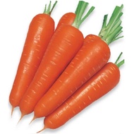 WORTEL KURODA 120 biji bibit seed seeds Benih Wortel Kuroda EW Select Cap Panah Merah - Bibit Tanama