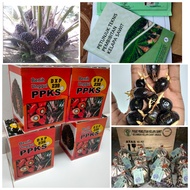 BIBIT BENIH BIJI KECAMBAH SAWIT DXP PPKS 239 UNGGUL BERSERTIFIKAT