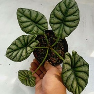 Terlaris bongol keladi tengkorak [ alocasia dragon ]