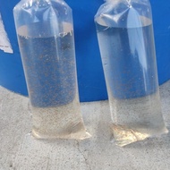 starter daphnia magna