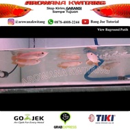 Terbaik Ikan Arwana Golden Red - Arowana Golden Red RTG size 10cm
