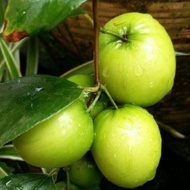 Pokok Bidara Epal hybrid POKOK BIDARA EPAL hibrid buah lebat Free baja