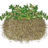 250g | 500g DRIED THYME LEAVES (PREMIUM GRADE) | REMPAH THYME LEAVES