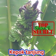 Bibit Pisang Kepok Tanjung