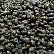 Tutut sawah 1kg