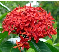 tanaman hias asoka king bunga merah