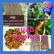 เมล็ดพันธุ์ ต้นพยุงไทย เมล็ด พยุงไทย 100 เมล็ดเมล็ดที่สมบูรณ์อัตราการงอกสูงเมล็ดไม้ป่าเศรษฐกิจเมล็ดพันธุ์ต้นพยุง