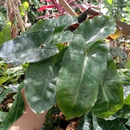 tanaman Philodendron brekele -philodendron burle marx dispyu 6223rh