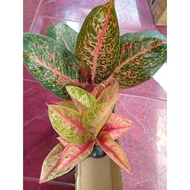 '' TIARA - TANAMAN HIAS AGLONEMA / AGLAONEMA ''