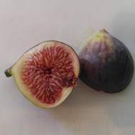 Figs ต้นมะเดื่อฝรั่ง พันธุ์ Dauphine (ดอร์ฟิน) อร่อย หวาน หอมมากๆ ต้นสมบูรณ์มาก รากแน่นๆ จัดส่งพร้อม