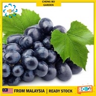 Anak Pokok Anggur Black Opal Pokok Premium Cepat Berbuah Import Dari Thailand