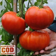 TOMAT JUMBO 3 biji / bibit / benih TOMAT JUMBO / TOMAT RAKSASA ( mudah tumbuh )