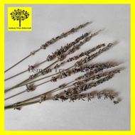dried flower import phalaris lavender lagurus wheat gandum bunga asli - lavender