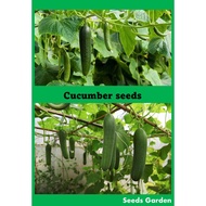 cucumber vegetable seeds benih sayur timun 黄瓜种子