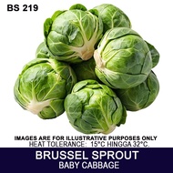 150+ BIJI BENIH BRUSSEL SPROUT
