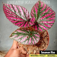 Tanaman hias begonia violet - Begonia Violet