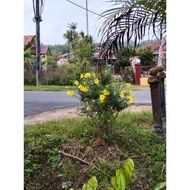 keratan Pokok bunga ( alamanda )