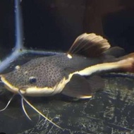 IKAN RTC CATFISH UKURAN 15 CM