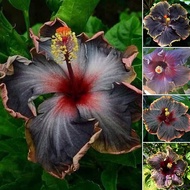Malaysia Ready Stock 100pcs/bag Black Rainbow Hibiscus Seeds Giant Flower Seeds Benih Bunga Pokok Bunga Hidup Tropical Rare Plants for Sale Indoor Plants Real Live Air Plant Bonsai Tree Live Easy To Planting In Local