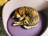 獨家販售 毛小孩的床 雙色沙發床 寵物床 貓咪 小狗合適 台灣製造