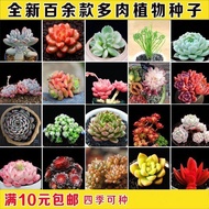 Ready Stock Fast Shipping Succulent Seeds Succulent Seeds Succulent Seeds Succulent Seeds Flower See