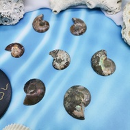 Ammonite (Transformation, Life Force) Mini Ammonite Fossil