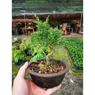 Various Small Bonsai, Juniper, Jeliti, Kinzu, Limau, Buxus, Podocarpus, Shimpaku 各类小品盆栽 真柏，黄杨，水梅，金豆柑