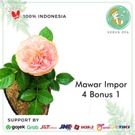 PROMO! Paket Bibit Bunga Mawar Import 4 Bonus 1