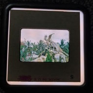幻燈片 香港幻燈片 slide