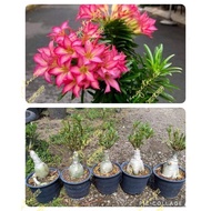 Adenium Sg68 live plant