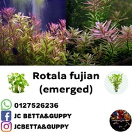 aquascape plant- Rotala Fujian (emerged)(duan darat)