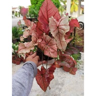 ❤️❤️ RED SUN CALADIUM / KELADI MATAHARI MERAH ❤️❤️