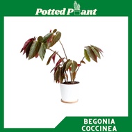 [LIVE PLANT] Begonia Coccinea Hook (Scarlet Begonia)
