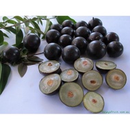 Anak Pokok Anggur Brazil (Jaboticaba)