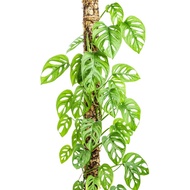 Pokok Monstera Adansoni / Keladi monstera
