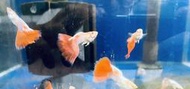 【彩蝦屋】天空藍白子出紅孔雀魚 買5對送1對 吃孑孓