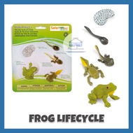 Safari: Frog Life Cycle