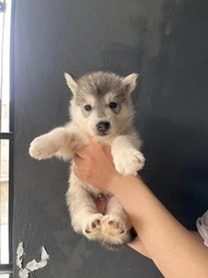 Dijual anakan anak anjing puppy Siberian Husky Betina Jantan Cowok Cewek Grey